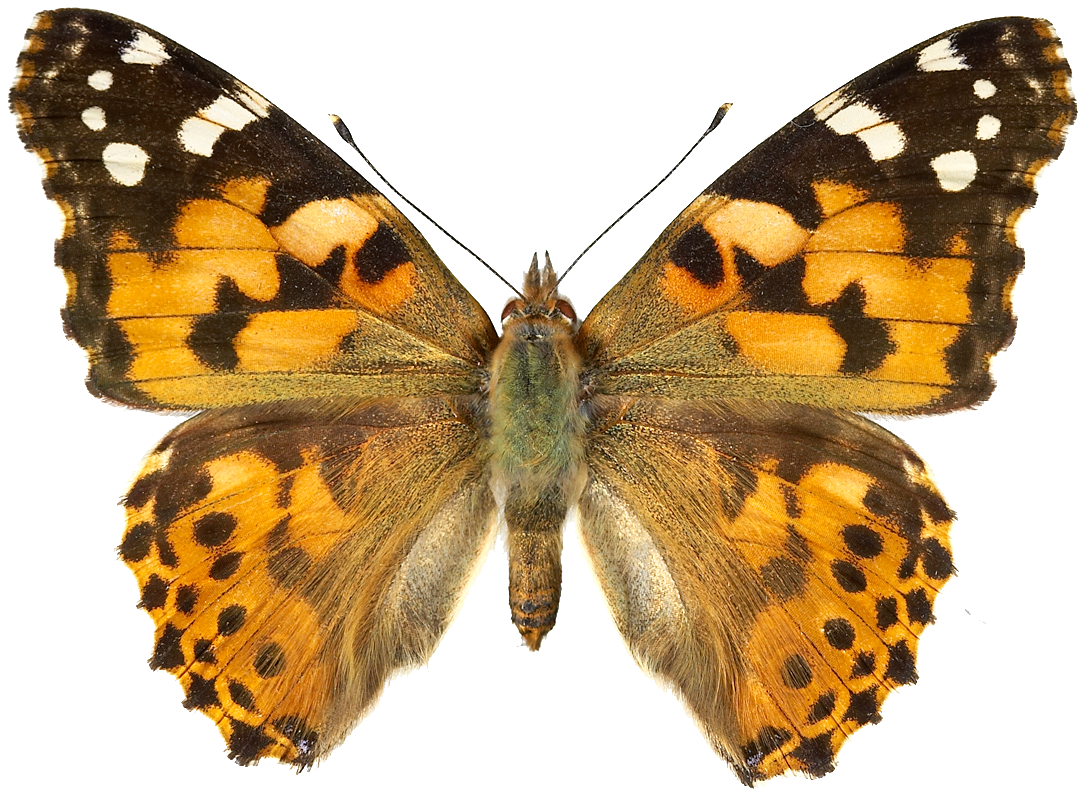 : Vanessa cardui.