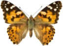 : Vanessa cardui.