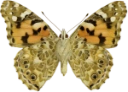 : Vanessa cardui.