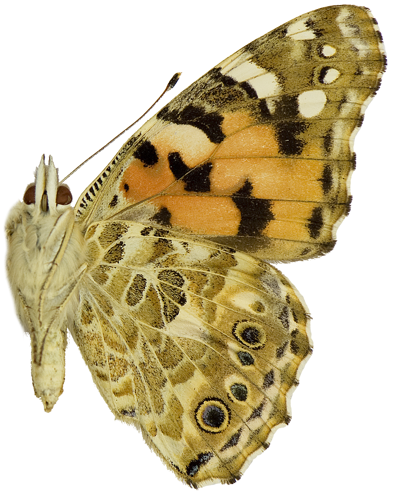 : Vanessa cardui.