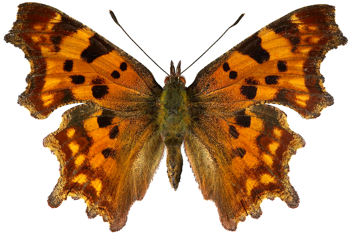 : Polygonia c-album.