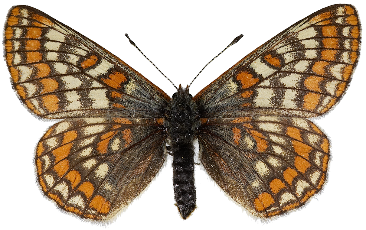 : Euphydryas iduna.