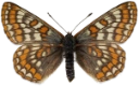 : Euphydryas iduna.