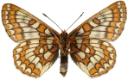 : Euphydryas iduna.