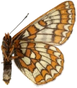 : Euphydryas iduna.