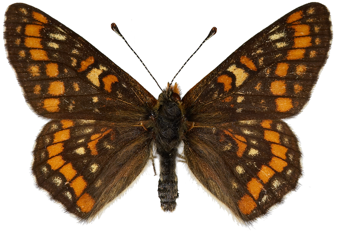 : Euphydryas maturna.