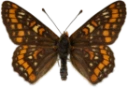 : Euphydryas maturna.