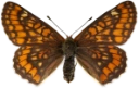 : Euphydryas maturna.