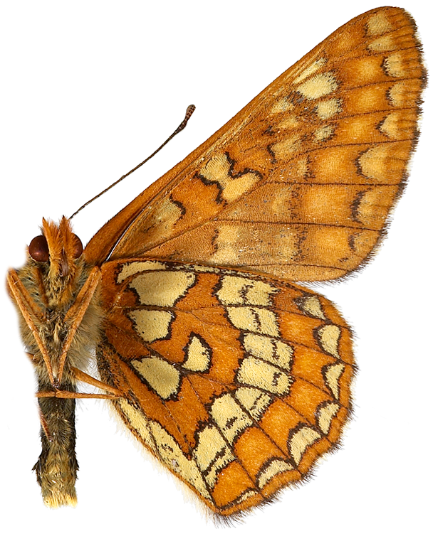 : Euphydryas maturna.