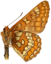 : Euphydryas maturna.