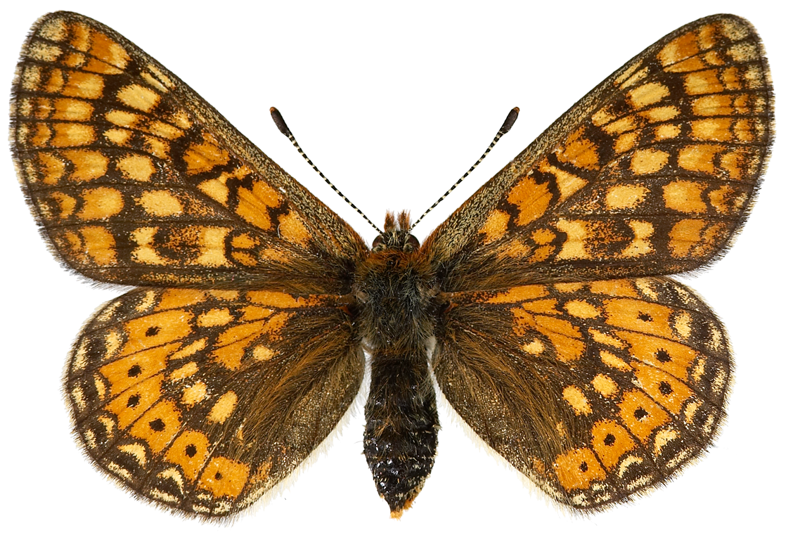 : Euphydryas aurinia.