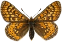 : Euphydryas aurinia.