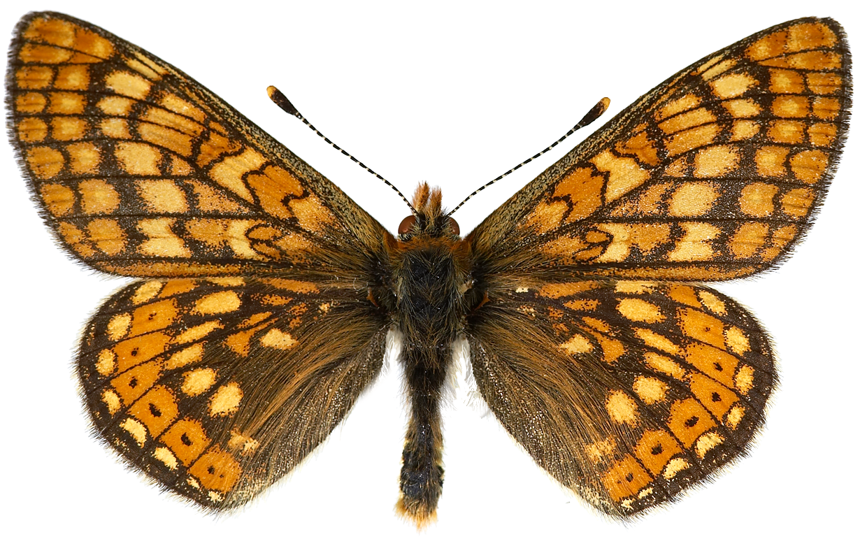 : Euphydryas aurinia.