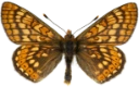 : Euphydryas aurinia.