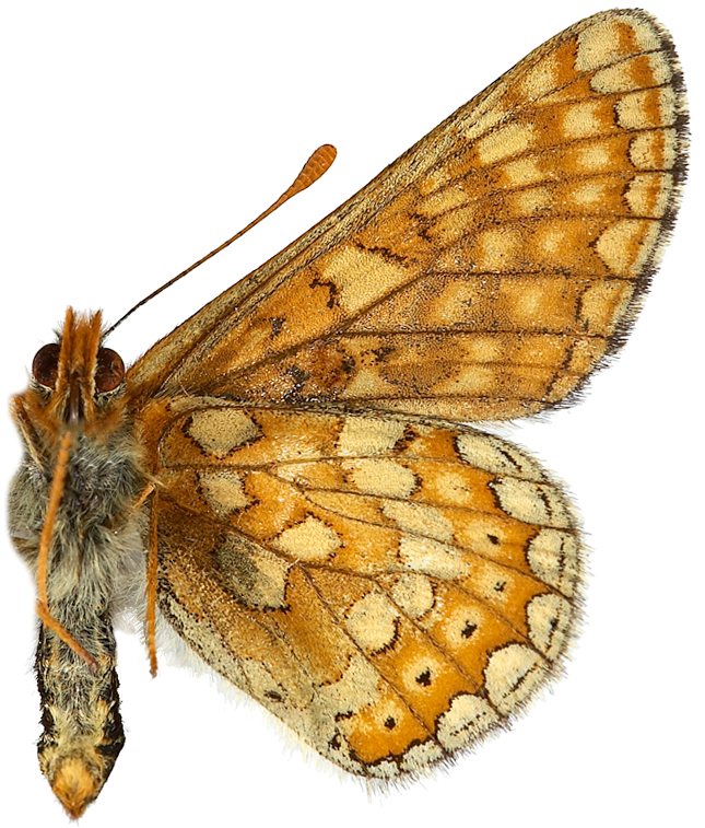 : Euphydryas aurinia.