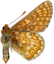 : Euphydryas aurinia.