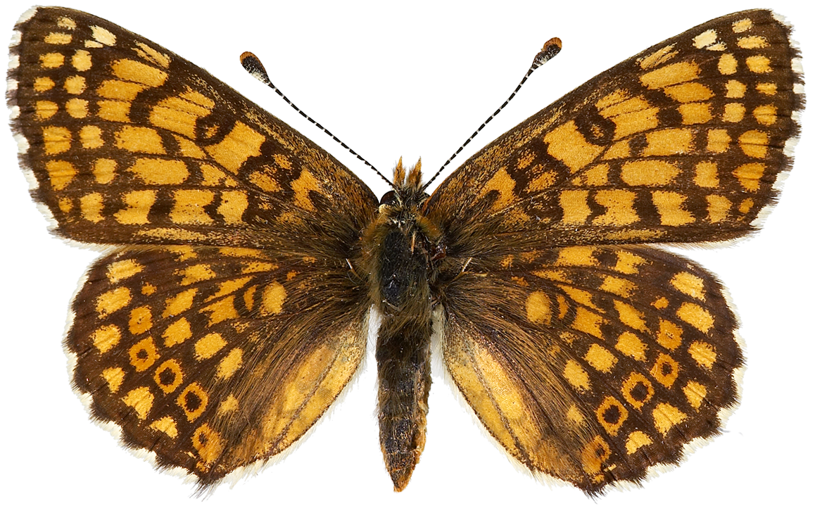 : Melitaea cinxia.