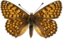 : Melitaea cinxia.