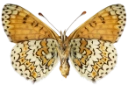 : Melitaea cinxia.