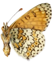 : Melitaea cinxia.