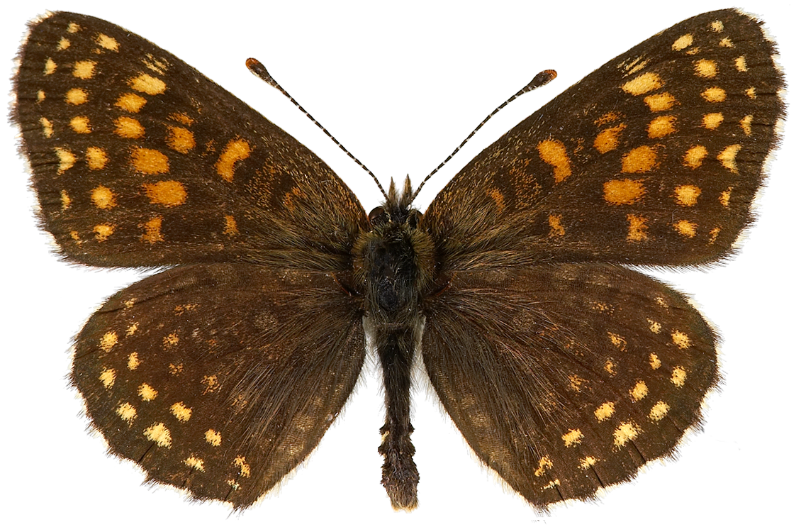 : Melitaea diamina.