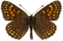 : Melitaea diamina.