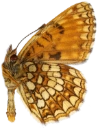 : Melitaea diamina.