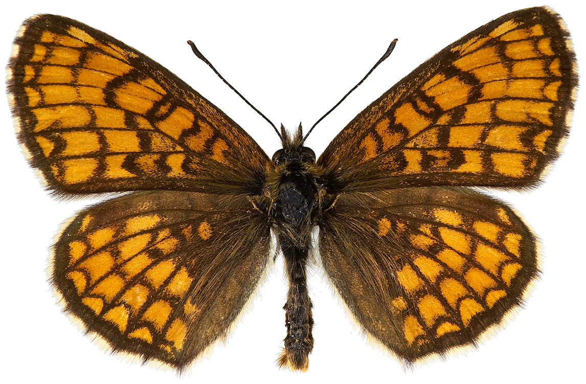 : Melitaea athalia.