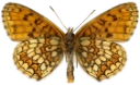 : Melitaea athalia.