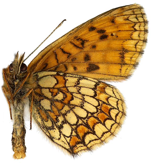 : Melitaea athalia.