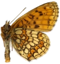 : Melitaea athalia.