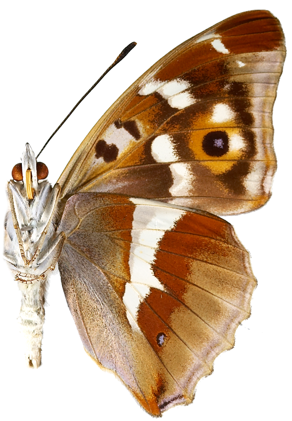 : Apatura iris.