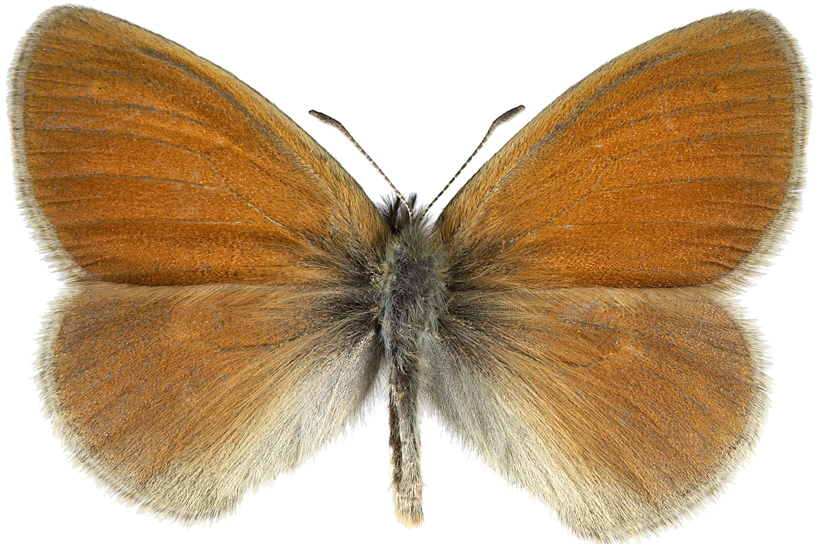 : Coenonympha tullia.