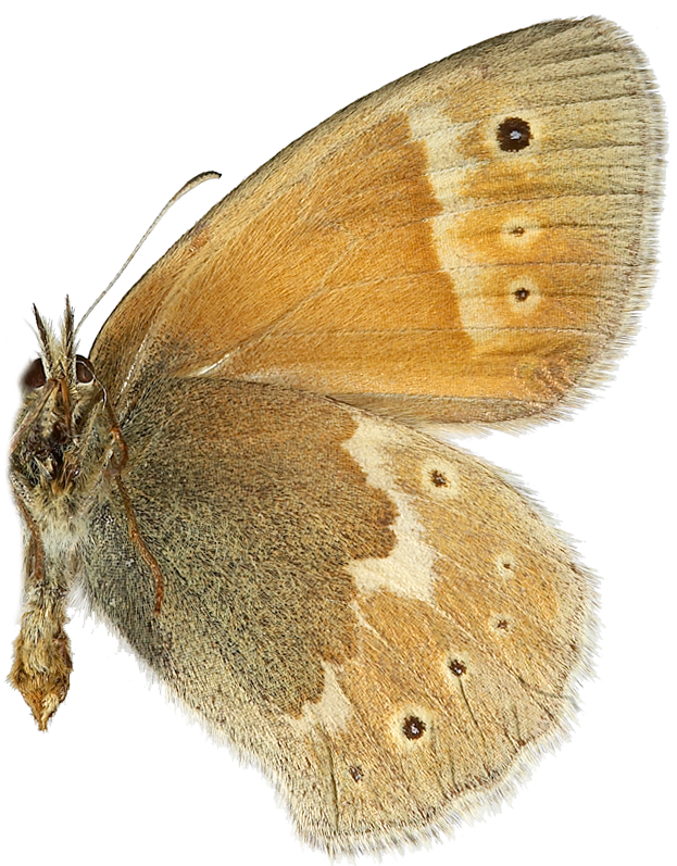 : Coenonympha tullia.