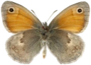 : Coenonympha pamphilus.