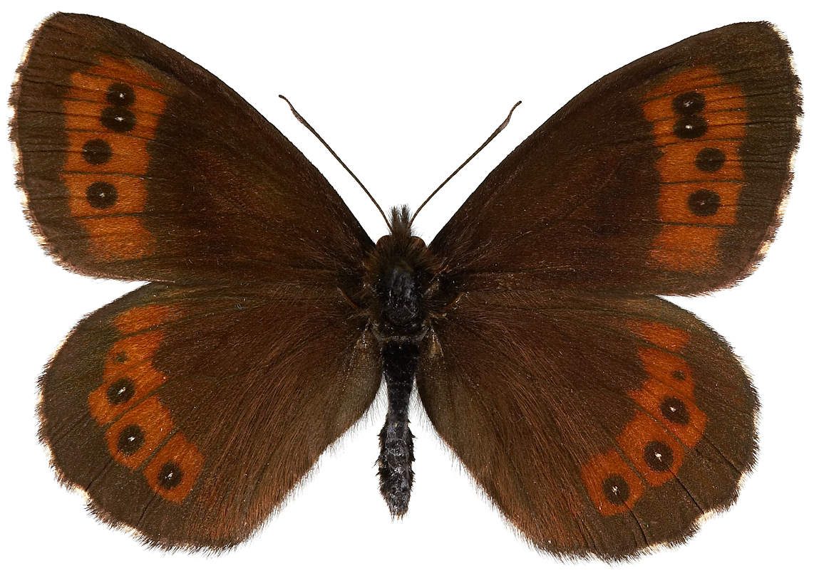 : Erebia ligea.