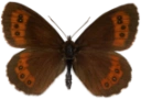 : Erebia ligea.