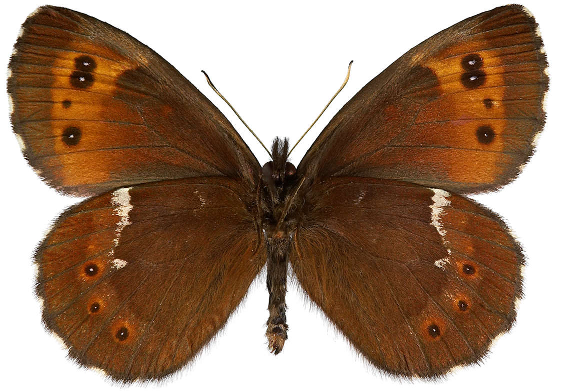 : Erebia ligea.