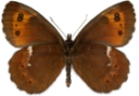 : Erebia ligea.