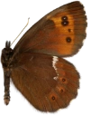 : Erebia ligea.