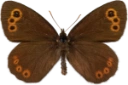 : Erebia embla.