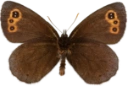 : Erebia embla.