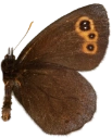 : Erebia embla.