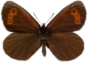 : Erebia disa.