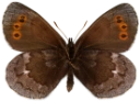 : Erebia disa.