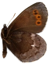 : Erebia disa.