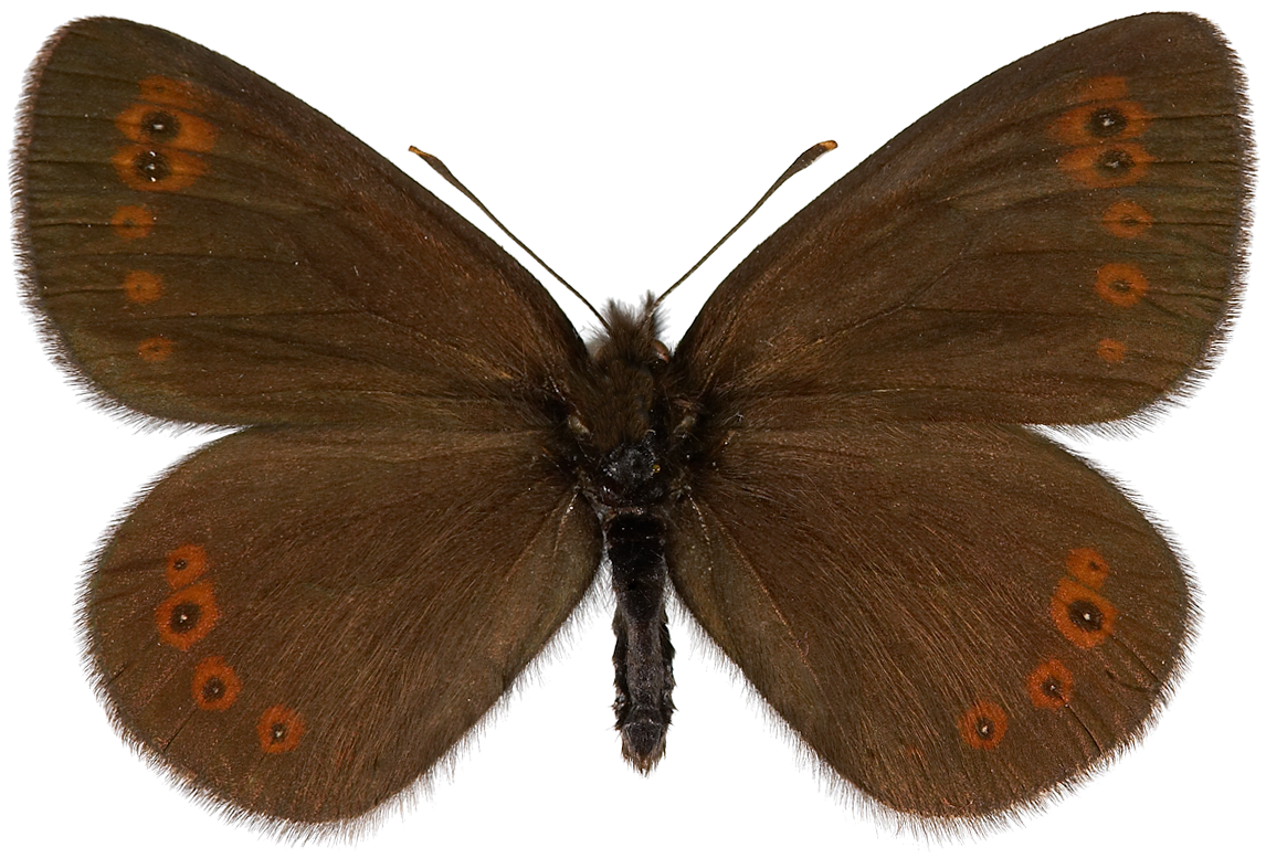 : Erebia medusa.