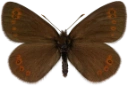 : Erebia medusa.