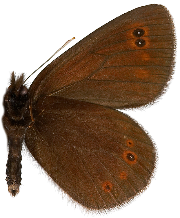 : Erebia medusa.