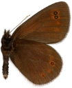 : Erebia medusa.